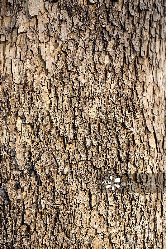 树皮纹理图案图片素材
