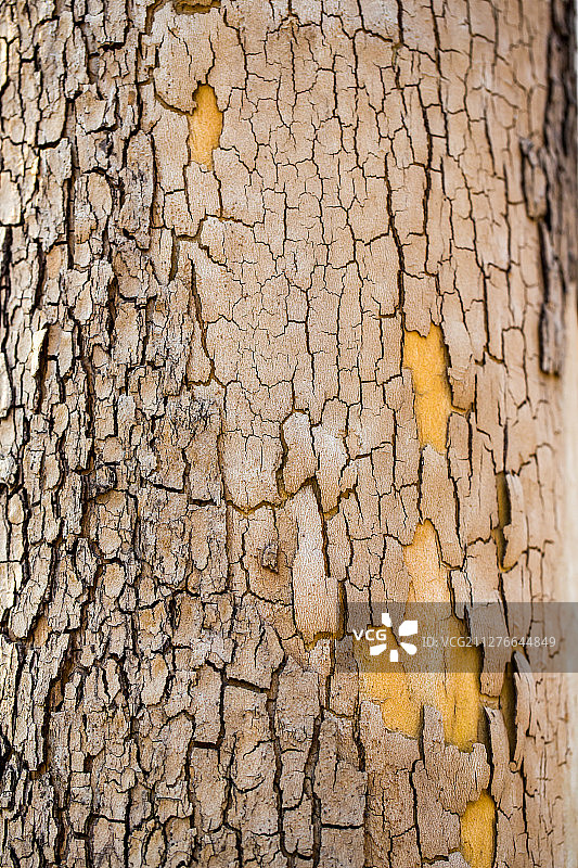 树皮纹理图案图片素材