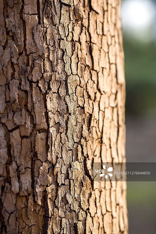 树皮纹理图案图片素材