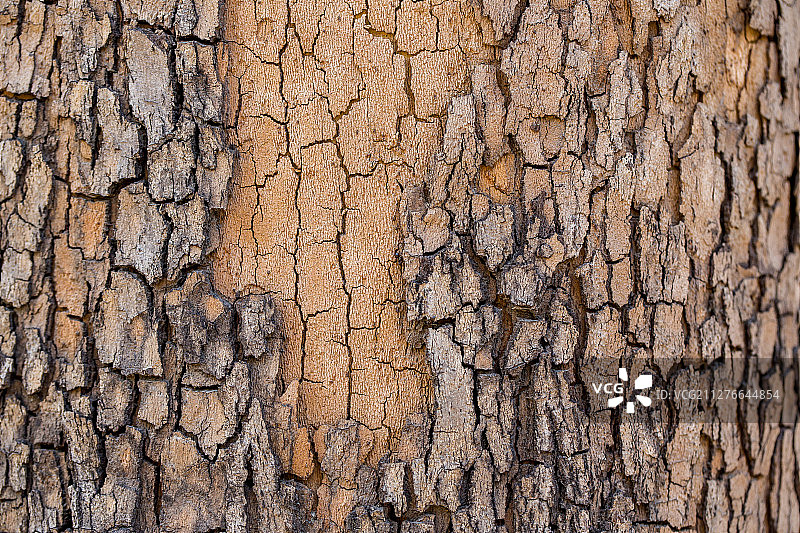 树皮纹理图案图片素材
