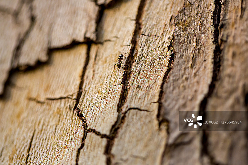 动物自然蚂蚁图片素材