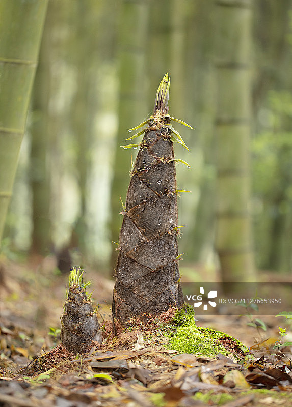 Bamboo shoots growing in the bamboo forest in spring图片素材