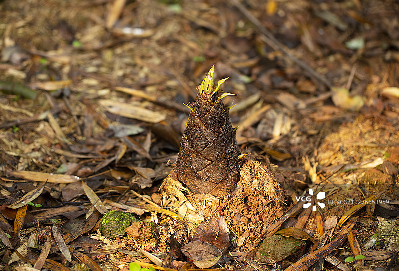 Bamboo shoots growing in the bamboo forest in spring图片素材