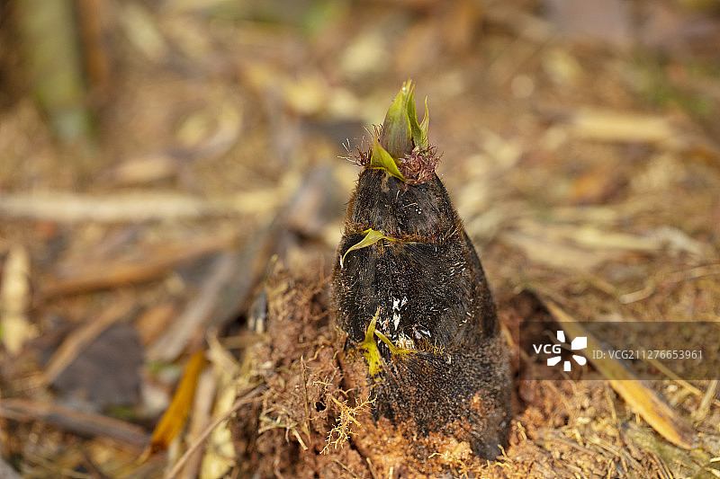 Bamboo shoots growing in the bamboo forest in spring图片素材