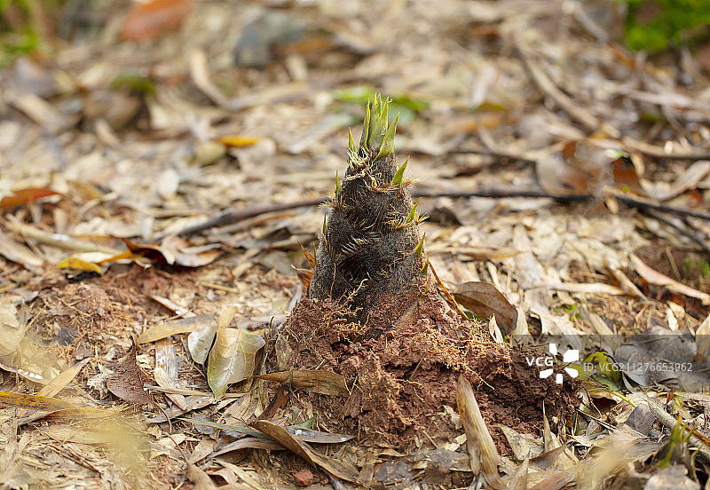 Bamboo shoots growing in the bamboo forest in spring图片素材