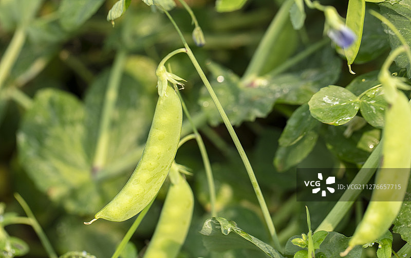 春天里菜地里开始结果的豌豆苗图片素材