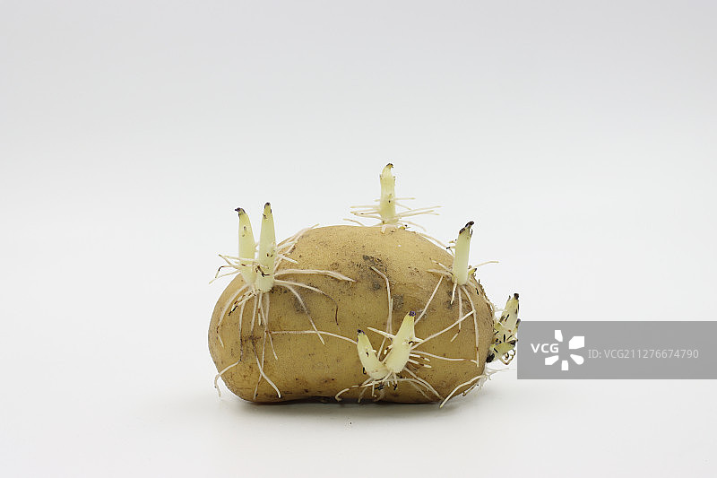 发芽的土豆图片素材
