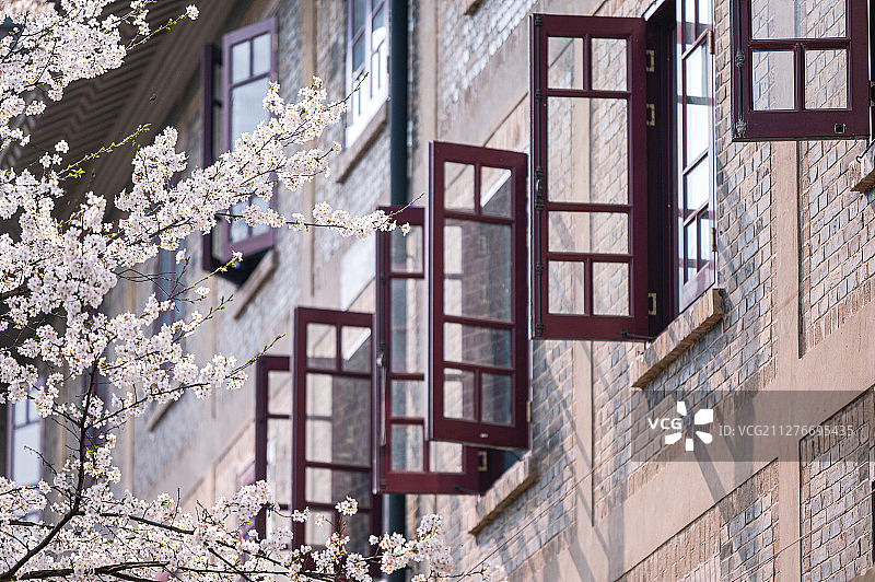 武汉大学樱花图片素材