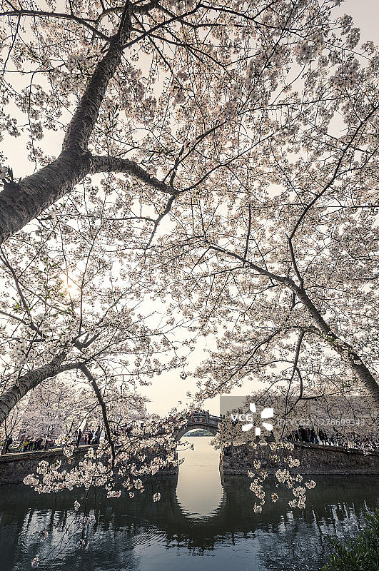 鼋头渚盛开的樱花图片素材