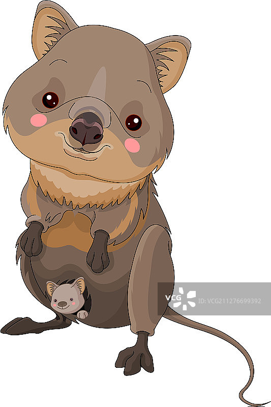 短尾矮袋鼠图片素材