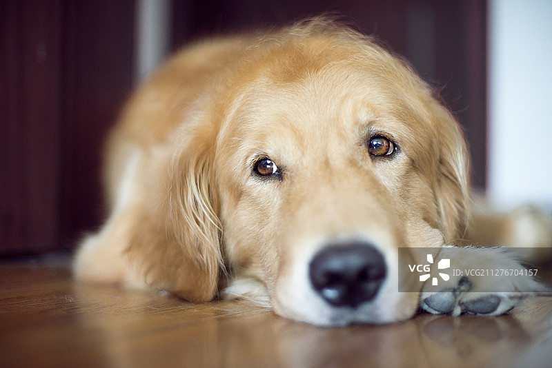 室内地板上趴着休息的金毛狗图片素材