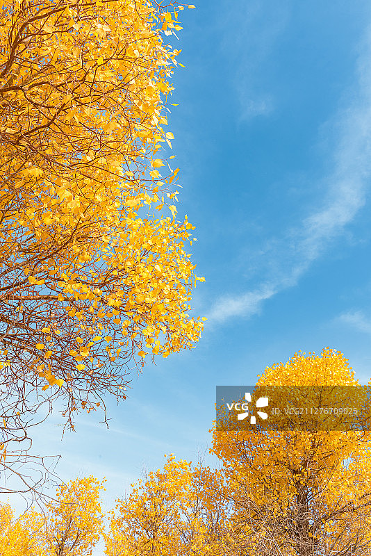 仰拍蓝天白云下的金色胡杨树局部图片素材