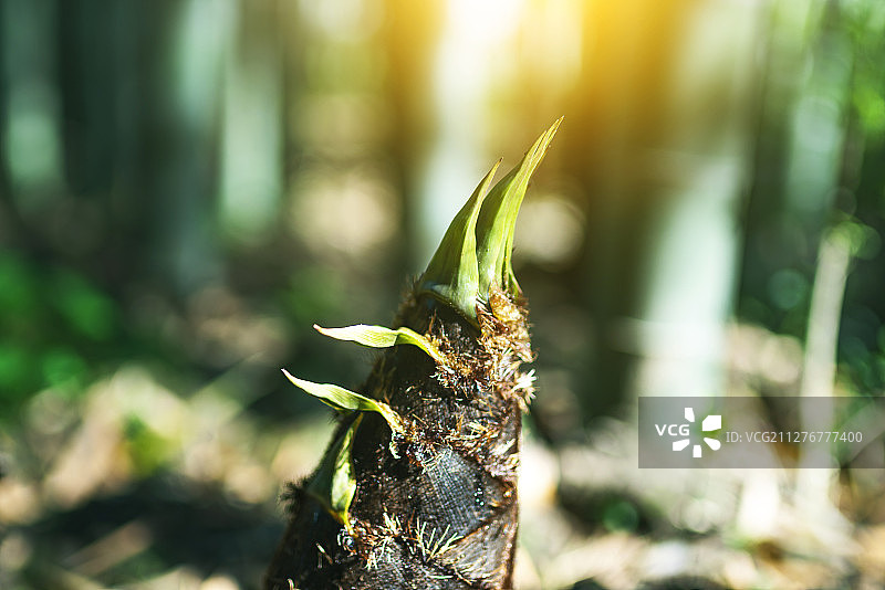 春天阳光明媚下爆发的竹笋图片素材