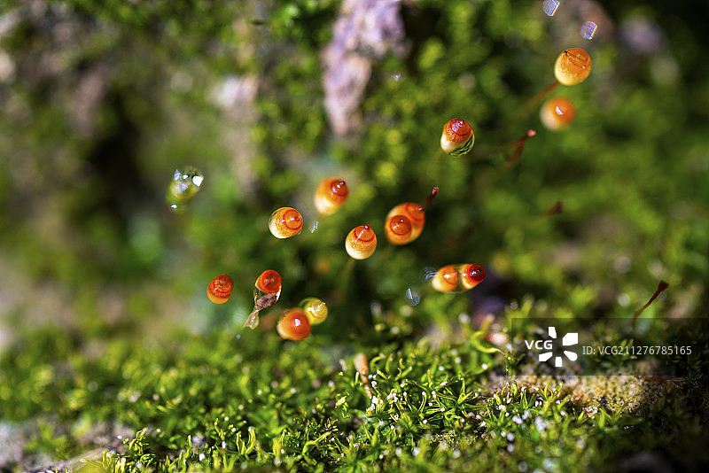 花盆里的苔藓图片素材