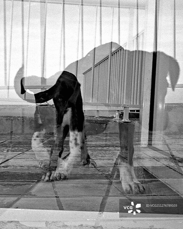 幼犬双重曝光3D立体效果图片素材