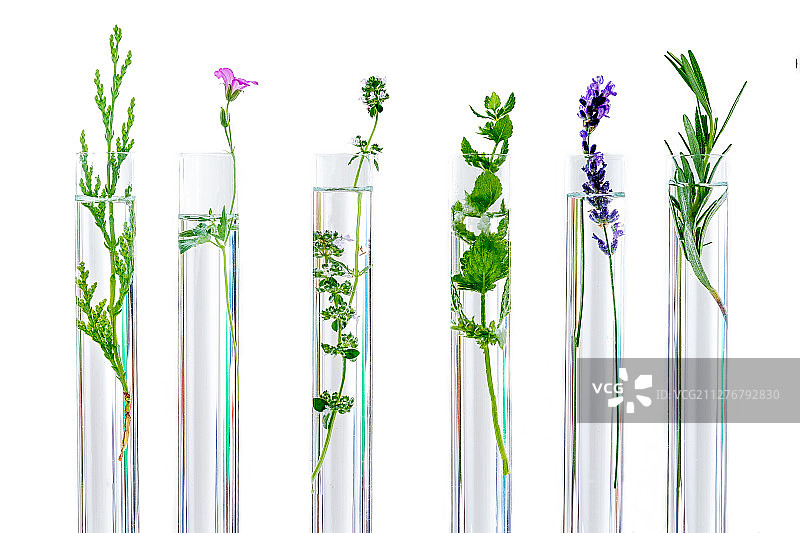 植物研究插画：芳香草药与试管花卉图片素材