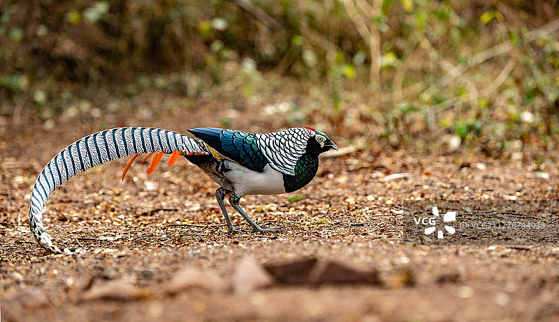 白腹锦鸡图片素材