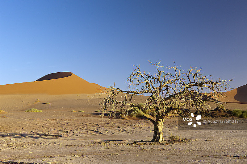 纳米布-诺克卢夫国家公园的索苏斯维利地区的Big Mama沙丘图片素材