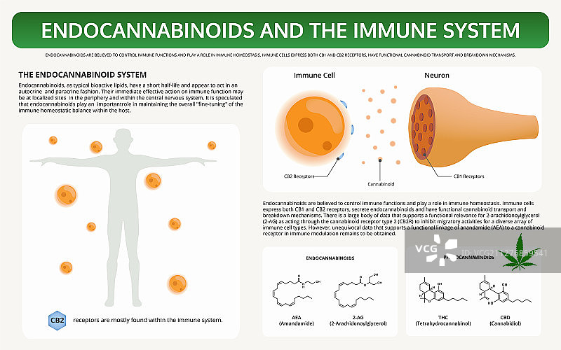 内源性大麻素与免疫系统图片素材