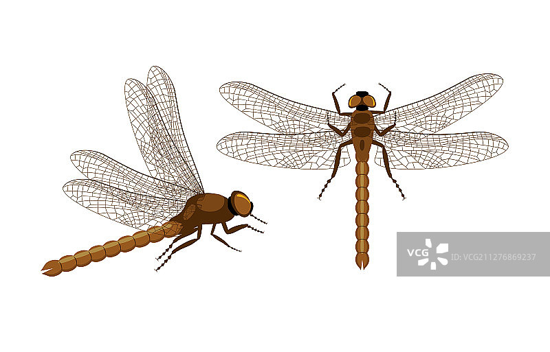 蜻蜓顶部和侧视图套装图片素材