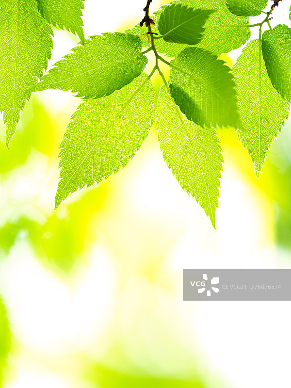 绿色的树叶图片素材