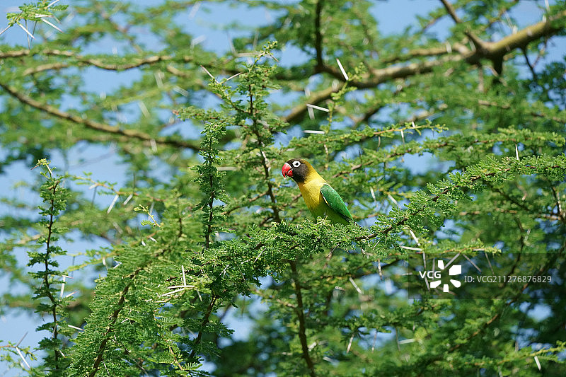丽莲情侣鹦鹉图片素材