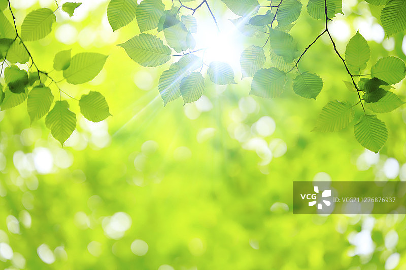 绿色的树叶图片素材