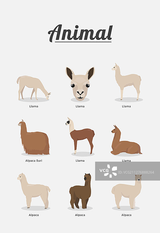 动物矢量图图片素材