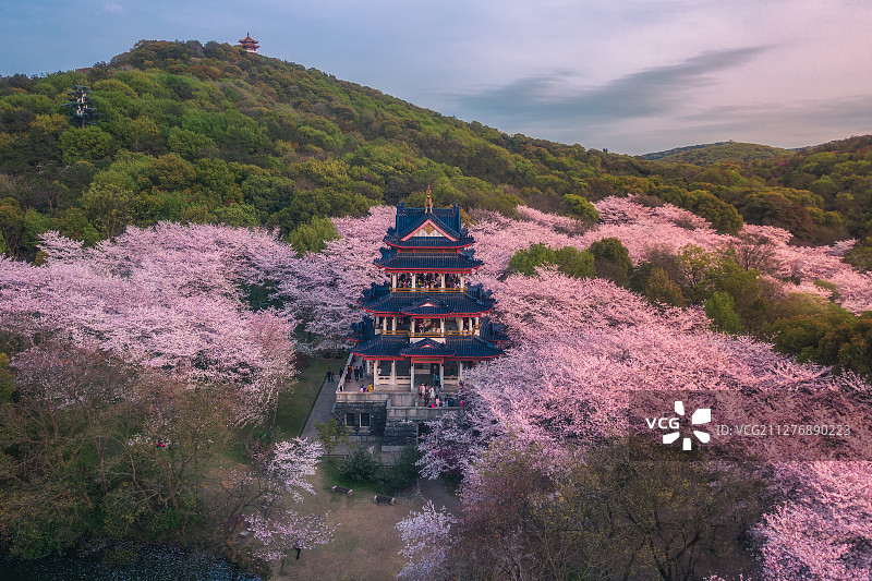 樱花季鼋头渚赏樱阁图片素材