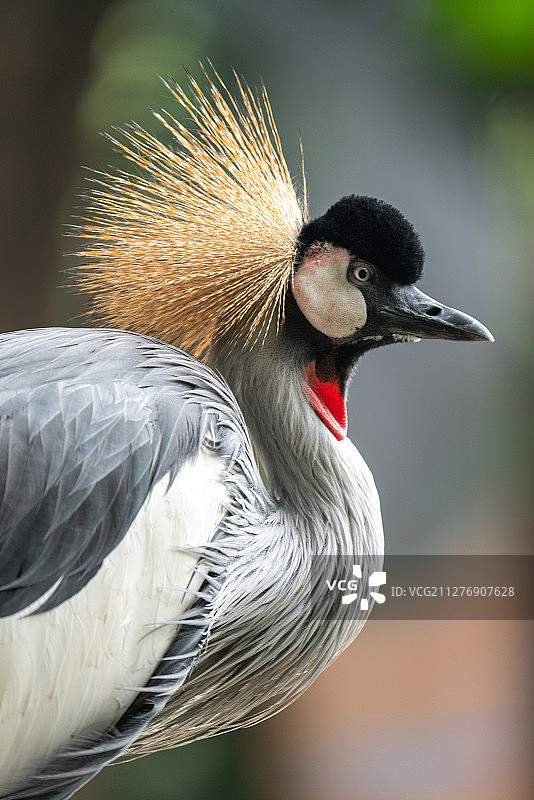 树林里的西非冠鹤图片素材