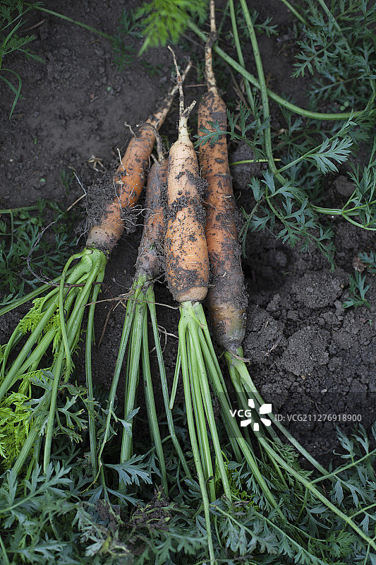 菜地里种植的新鲜胡萝卜图片素材