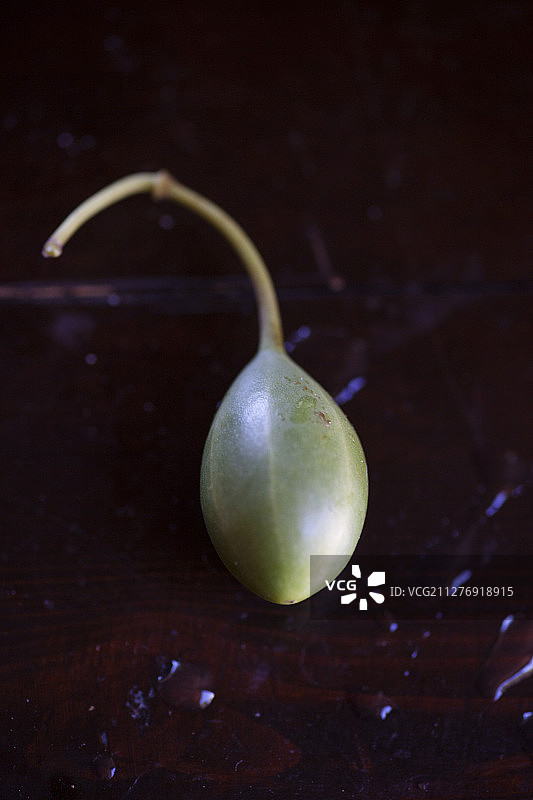 续随子图片素材