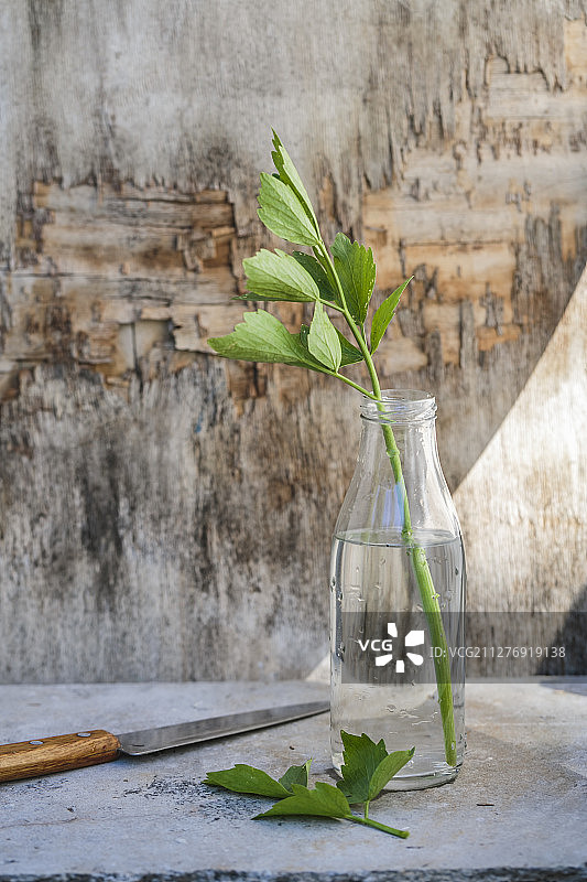瓶中的独活草图片素材