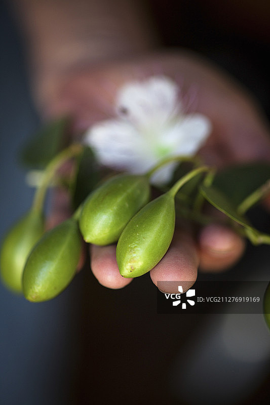 手持新鲜刺山柑图片素材