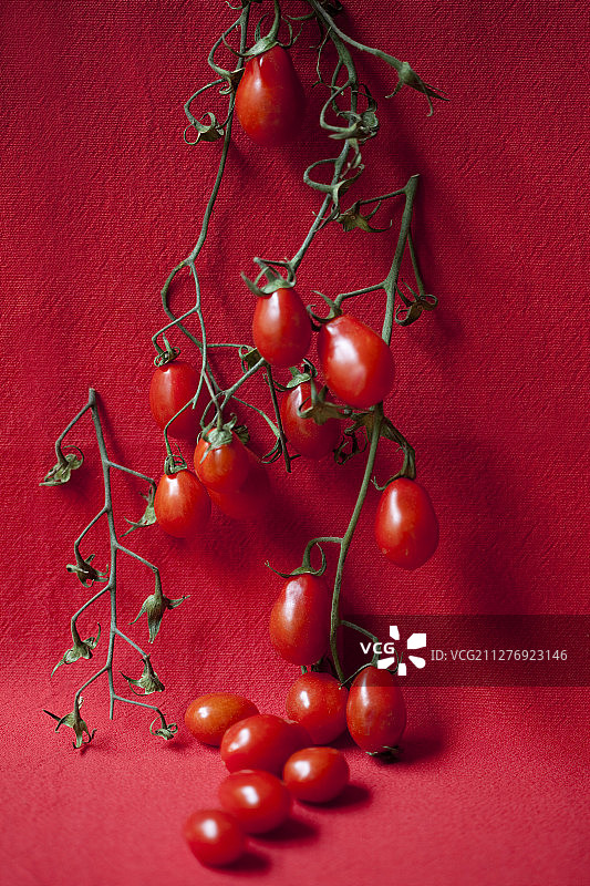 有机樱桃番茄图片素材