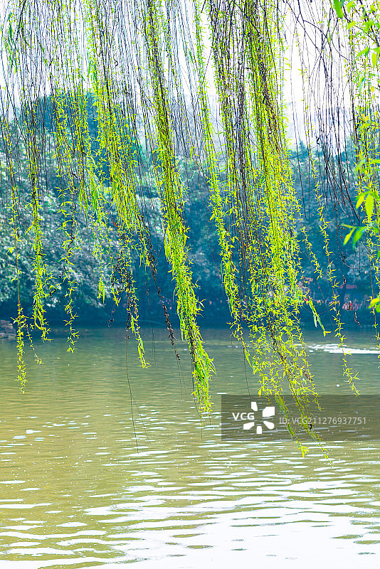 湖面上垂下的柳树图片素材