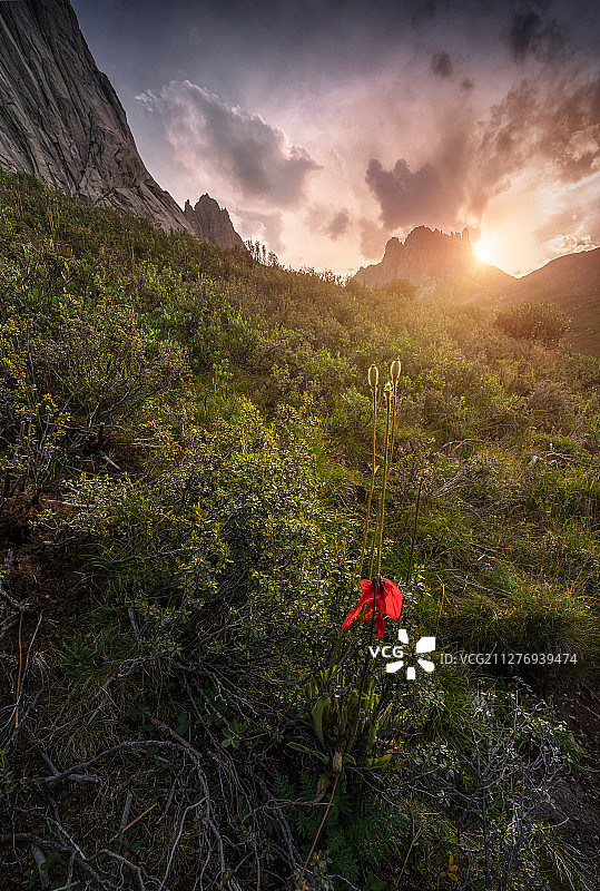 高原植物红花绿绒蒿图片素材