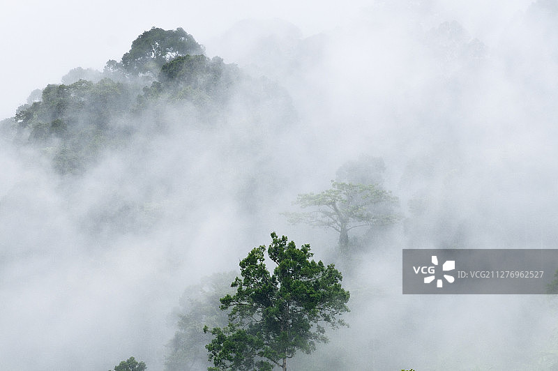 菲律宾棉兰老岛雾气中的雨林图片素材