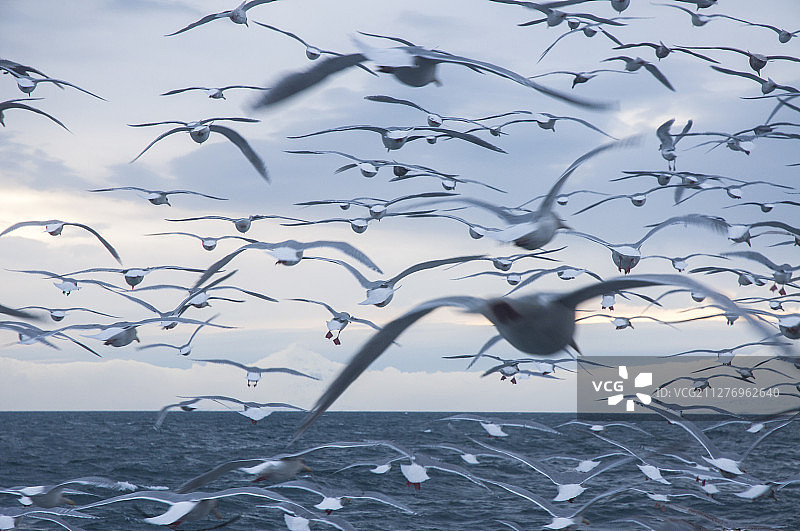 白令海上的海鸥，阿拉斯加图片素材