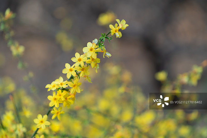 迎春花图片素材