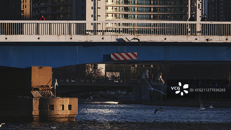 市民在天津金刚桥看海鸥图片素材