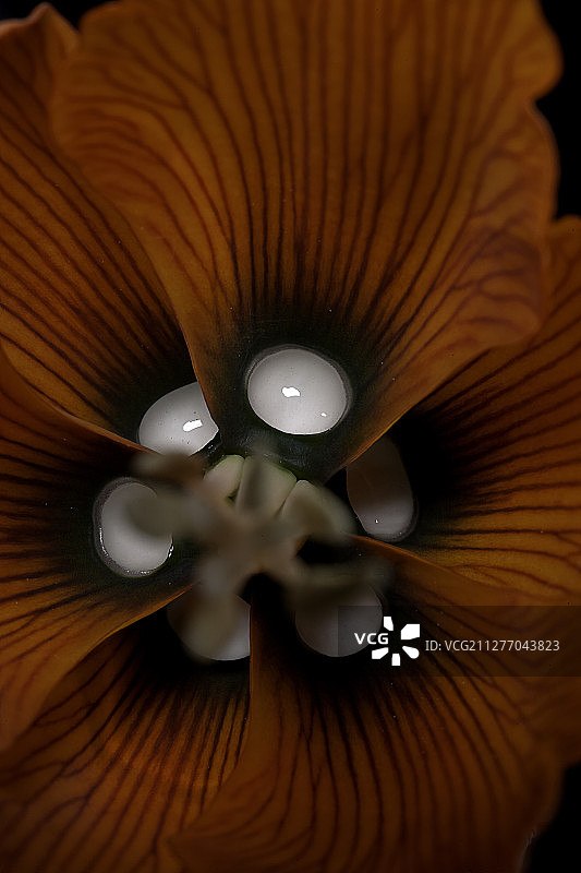 皇冠贝母 - 蜜腺图片素材