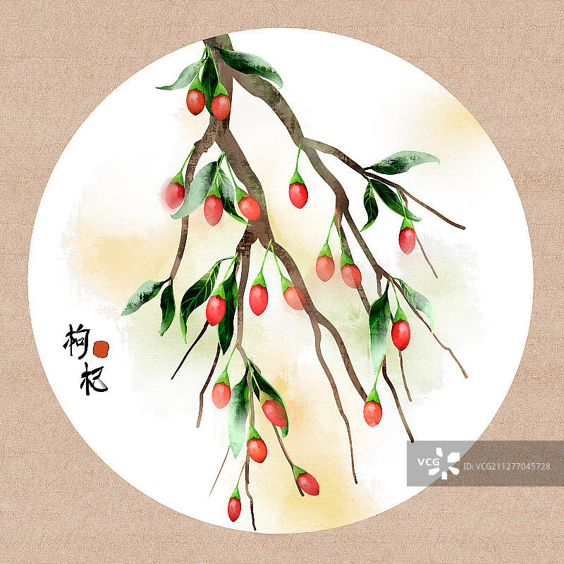 中国风水彩中药植物枸杞子插画图片素材