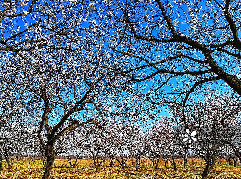 陕西大荔沙苑图片素材