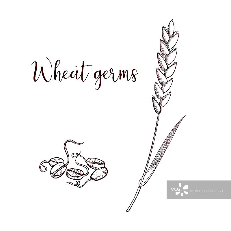 小麦胚芽图片素材