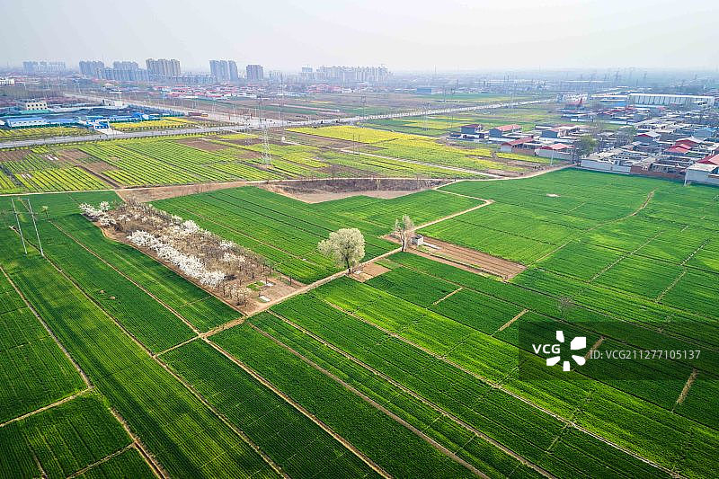 春天麦田的清晨图片素材