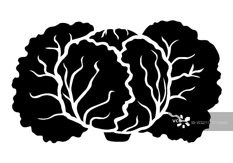 皱叶甘蓝轮廓图标图片素材