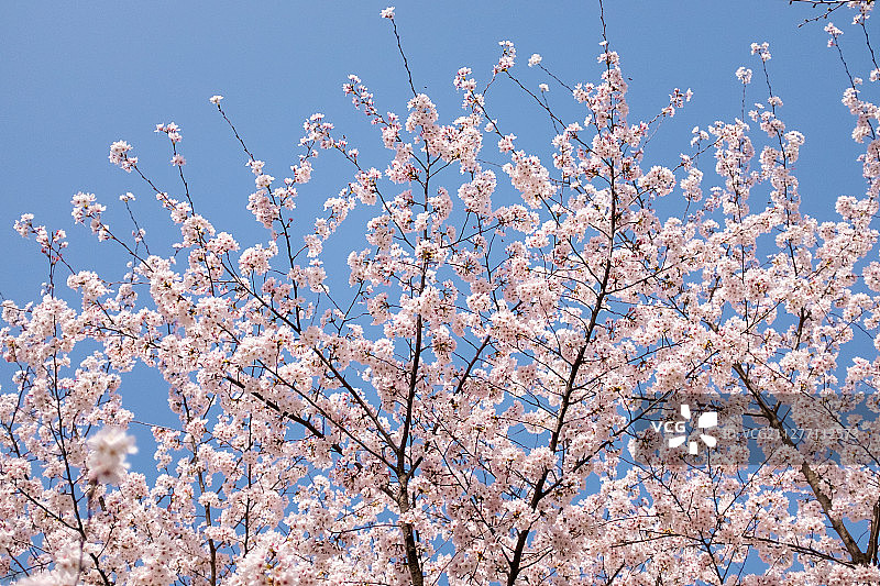 春天盛开的花卉图片素材