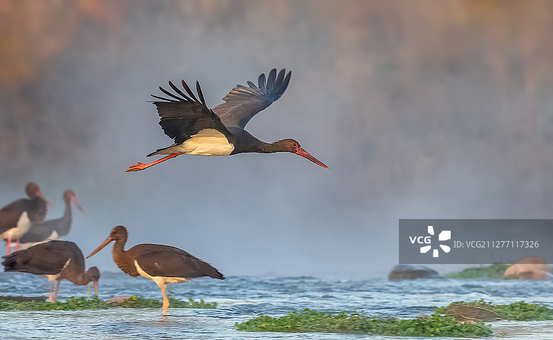 天堂里的黑鹳图片素材
