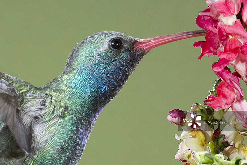 蜂鸟采花特写图片素材